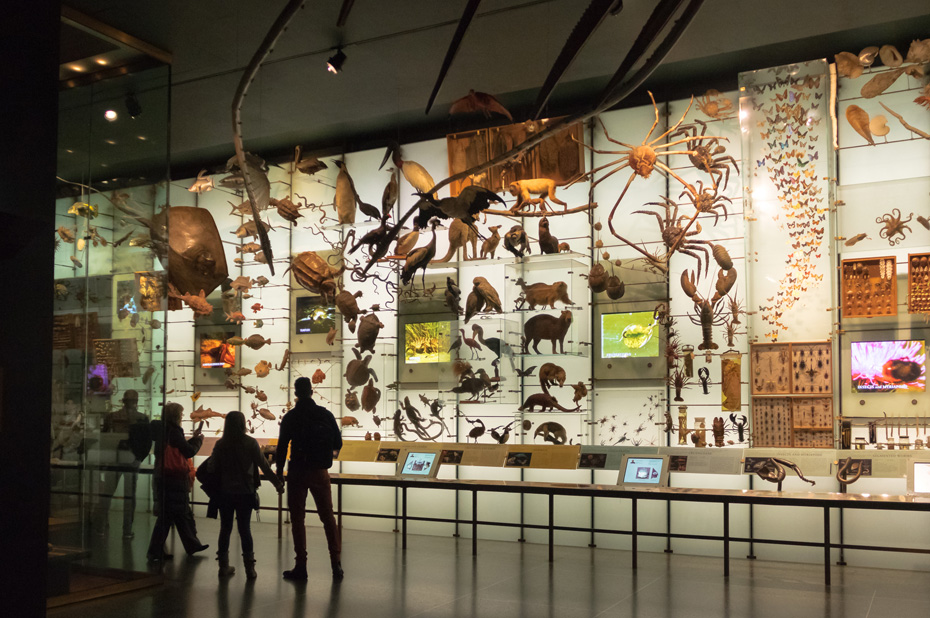 amnh6